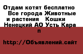 Отдам котят бесплатно  - Все города Животные и растения » Кошки   . Ненецкий АО,Усть-Кара п.